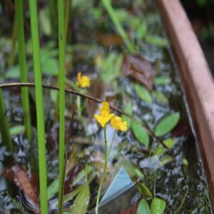 イヌタヌキモの花