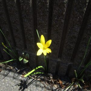 キバナサフランモドキの花
