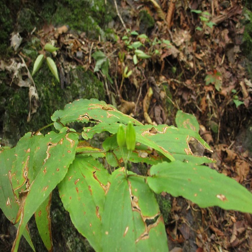 タマガワホトトギスの果実