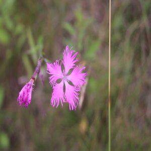 エゾカワラナデシコの花