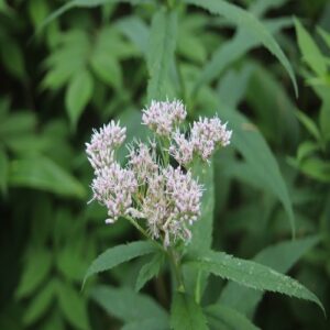 ヨツバヒヨドリの花