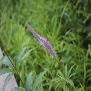 クガイソウの花