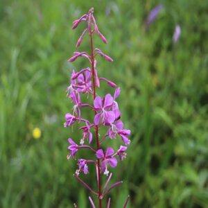 ヤナギランの花