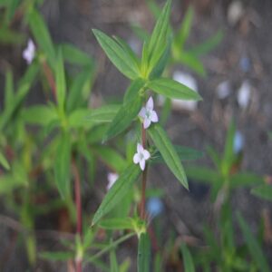 オオフタバムグラの花