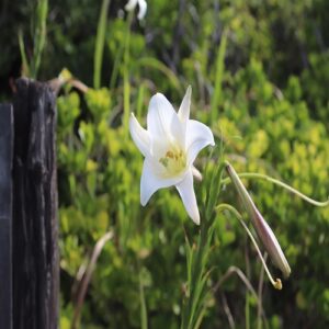 シンテッポウユリの花
