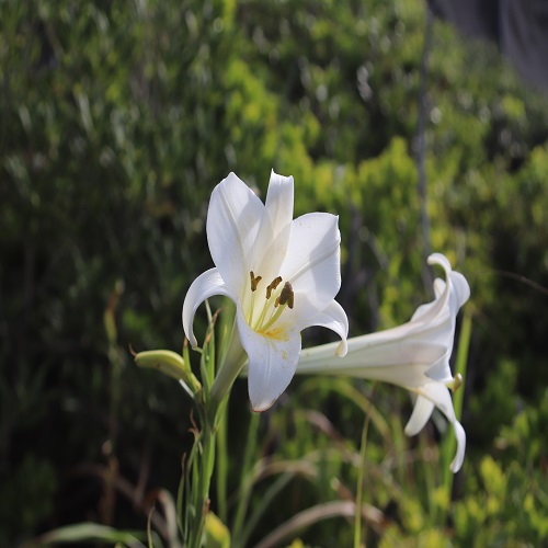 シンテッポウユリの花