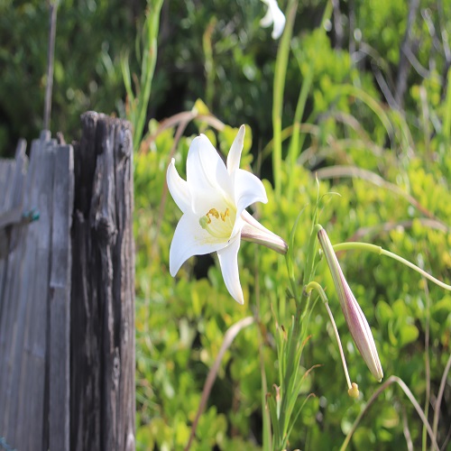 シンテッポウユリの花
