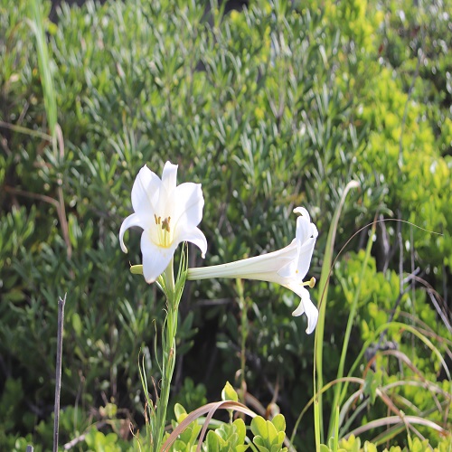シンテッポウユリの花