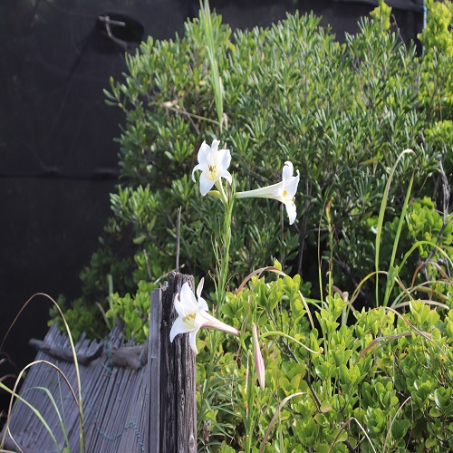 シンテッポウユリの花