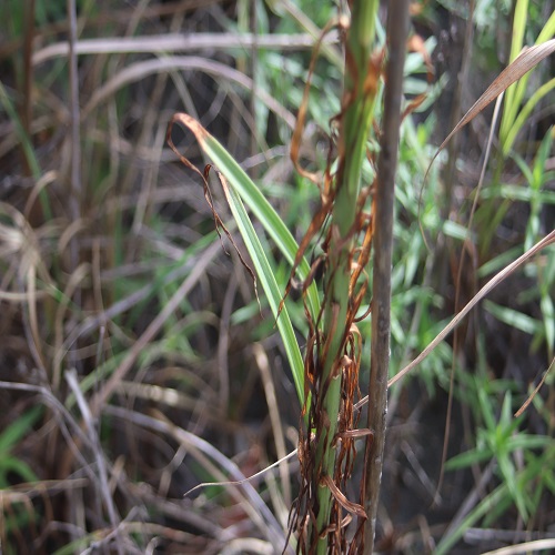 シンテッポウユリの葉