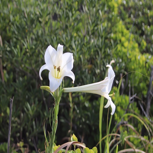 シンテッポウユリの花の横の部分
