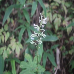 モミジガサの花