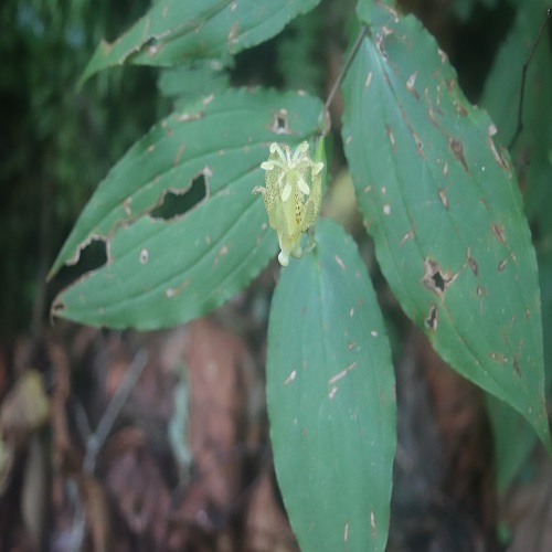 タマガワホトトギスの花