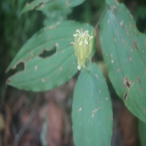 タマガワホトトギスの花