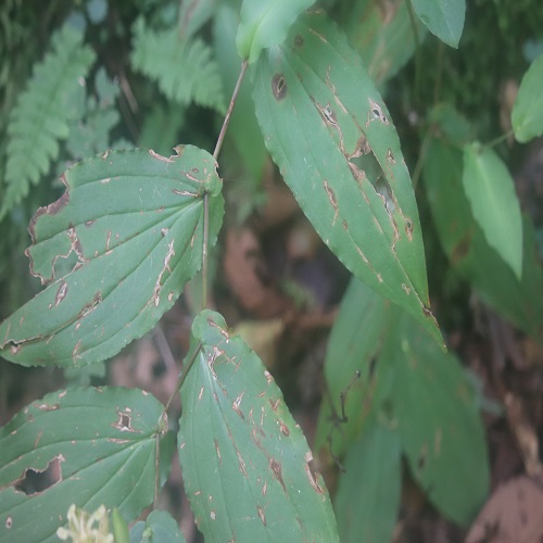 タマガワホトトギスの葉