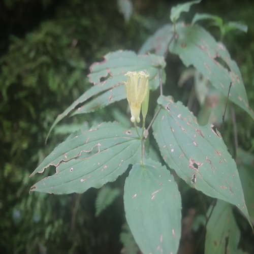 タマガワホトトギスの花