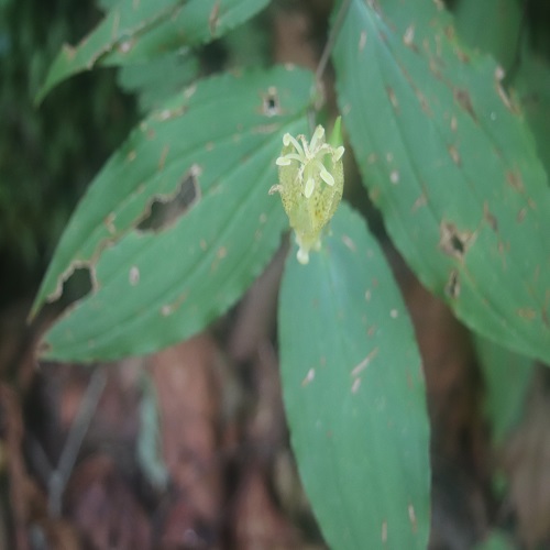 タマガワホトトギスの花