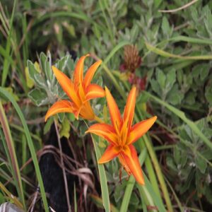 ハマカンゾウの花