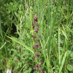 シュロソウの花