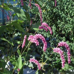 オオケタデの花