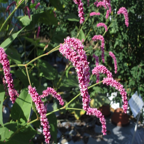 オオケタデの花