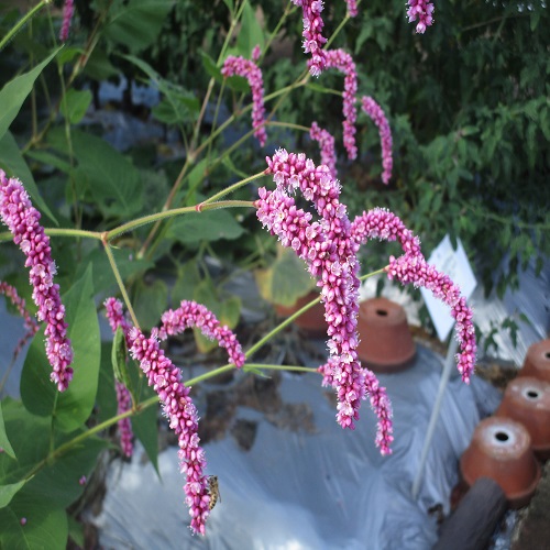 オオケタデの花