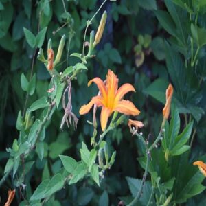 ノカンゾウの花