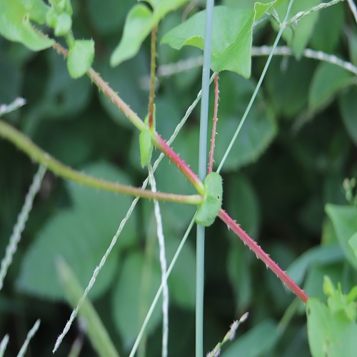 ママコノシリヌグイの茎