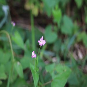 ママコノシリヌグイの花
