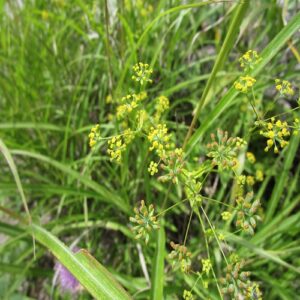 ホタルサイコの花