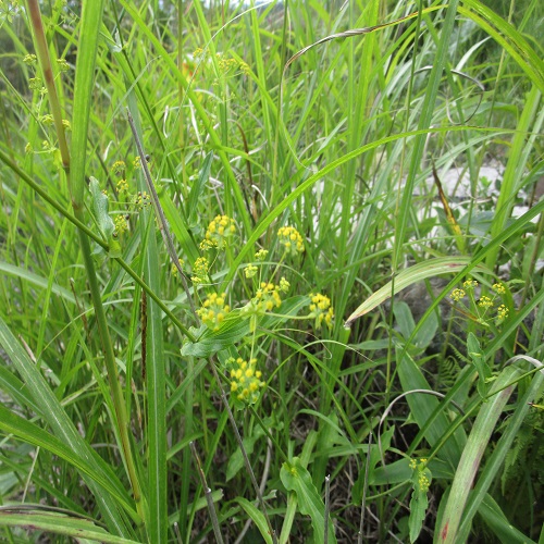 ホタルサイコの花