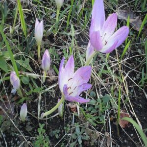 イヌサフランの花