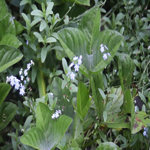 ワスレナグサの花