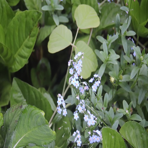 ワスレナグサの花