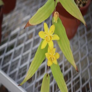キバナノツキヌキホトトギスの花
