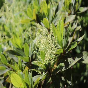 ツルドクダミの花