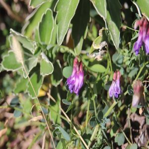 ヒロハクサフジの花