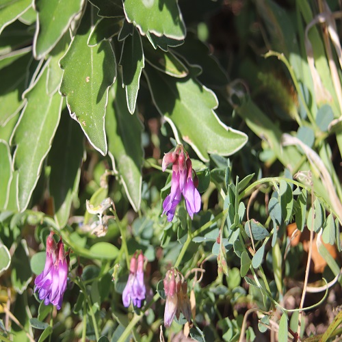 ヒロハクサフジの花