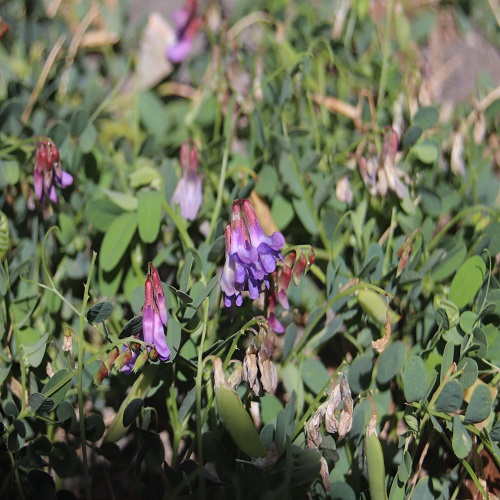 ヒロハクサフジの花