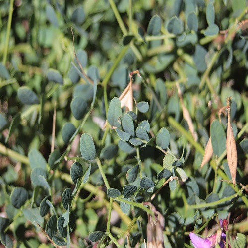 ヒロハクサフジの葉