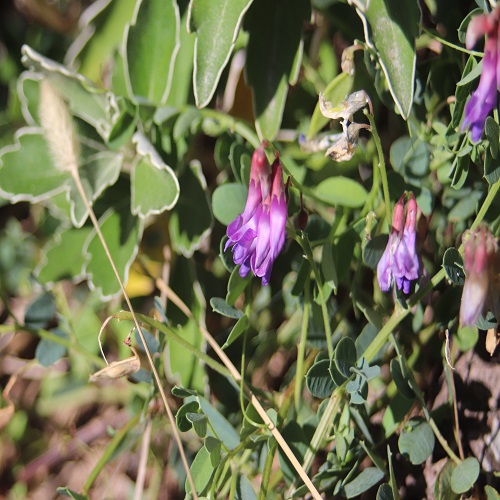 ヒロハクサフジの花
