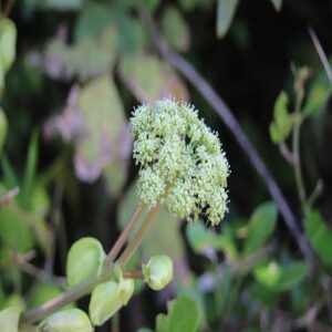 アシタバの花