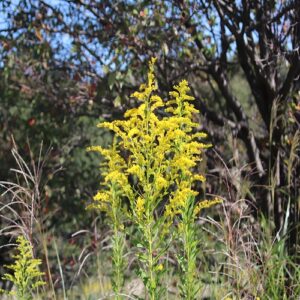 セイタカアワダチソウの花