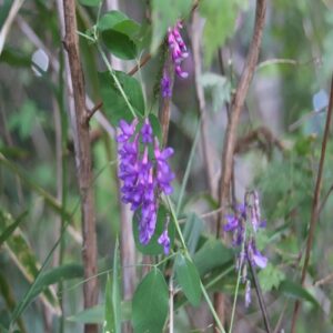 オオバクサフジの花