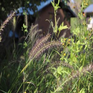 チカラシバの花