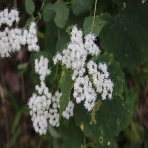 マルバフジバカマの花