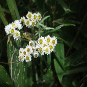 ヤマハハコの花