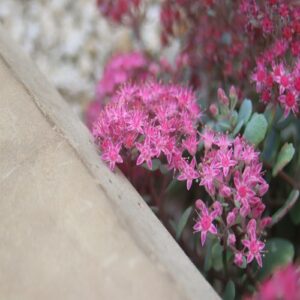 ヒダカミセバヤの花
