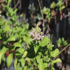 シマザクラの花