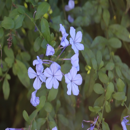 ルリマツリの花